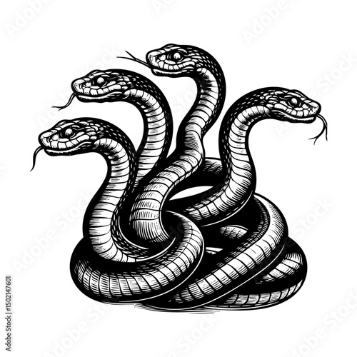 Four head snake sketch engraving sketch engraving black and white outline. Scratch board imitation.  illustrated in vintage line art style on a white background.