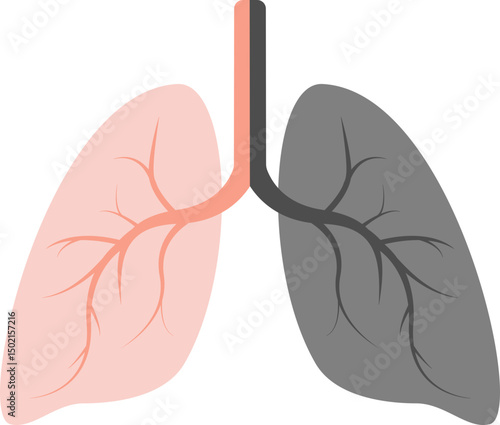 Lungs