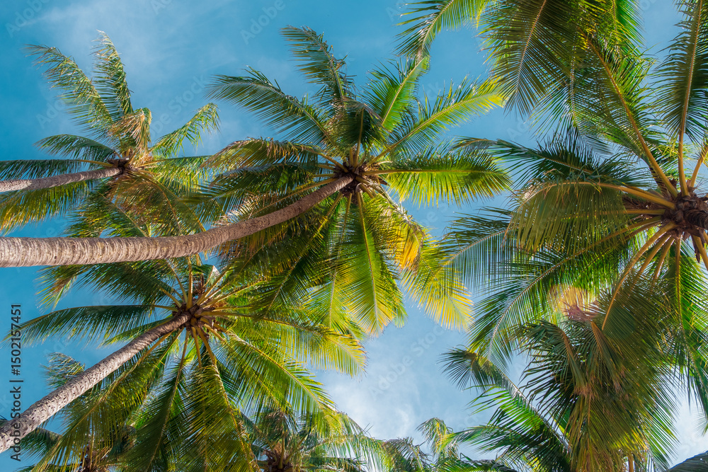 Fototapeta premium Coconut palm tree on blue sky