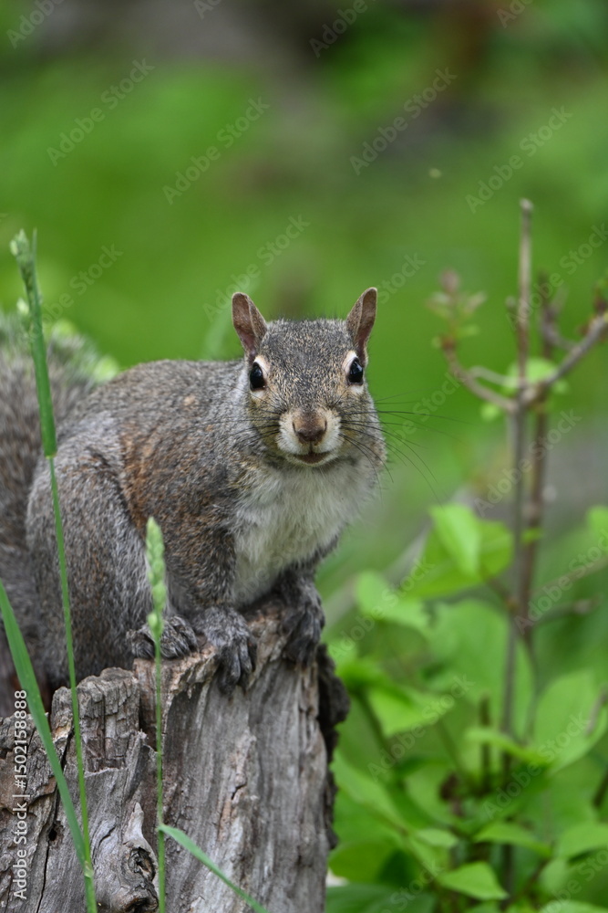 Squirrel Squirrel