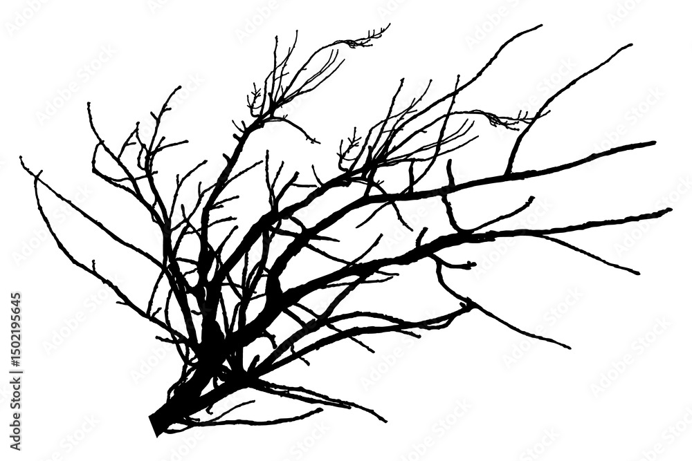 Obraz premium Illustration, silhouette of oak branch on transparent background