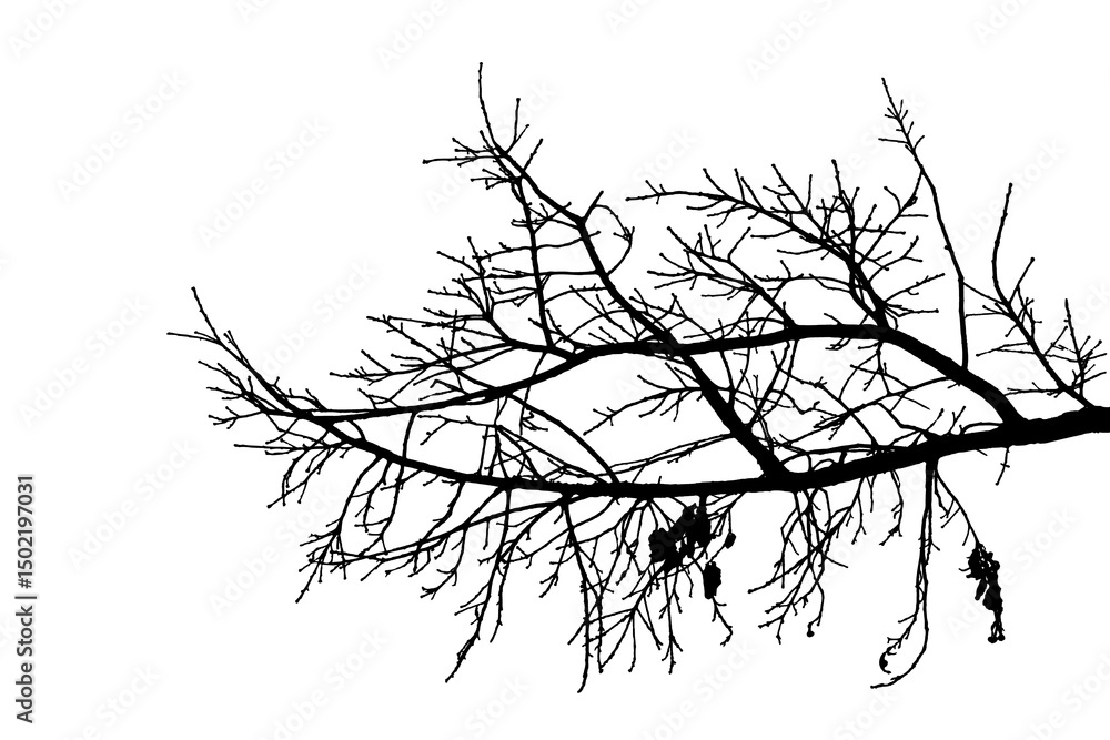 Fototapeta premium Illustration, silhouette of oak branch on transparent background