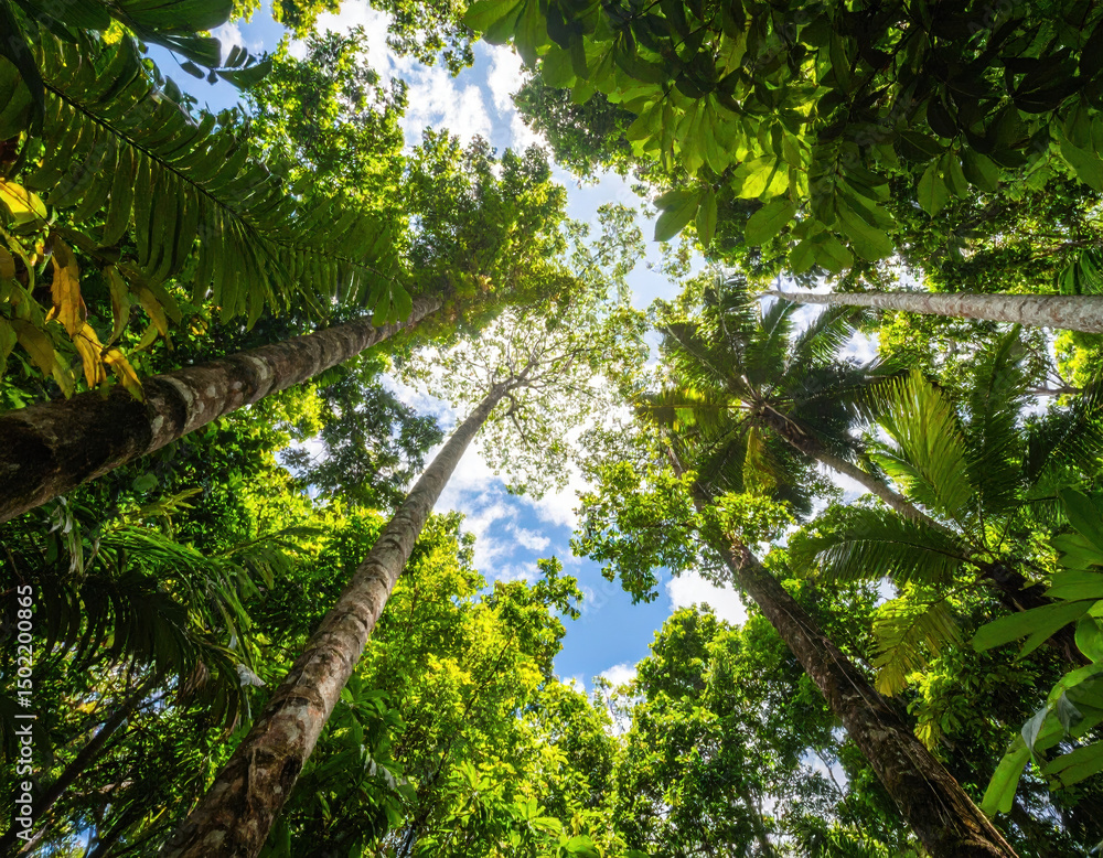 Fototapeta premium Lush jungle canopy filled with vibrant green foliage and towering trees reaches towards bright blue sky, creating serene and tranquil atmosphere in nature