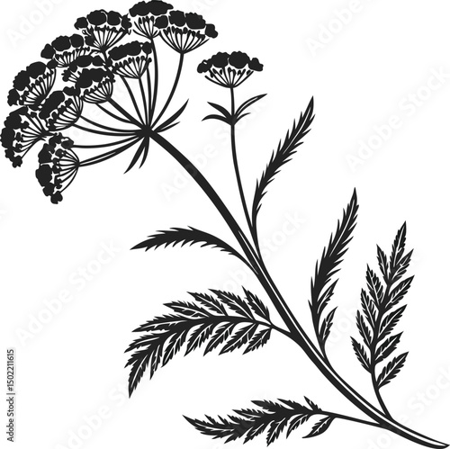 Nature's Elegant Sketch: Intricate lines depict a detailed botanical illustration of a delicate plant with fern-like foliage, showcasing the timeless beauty of nature.