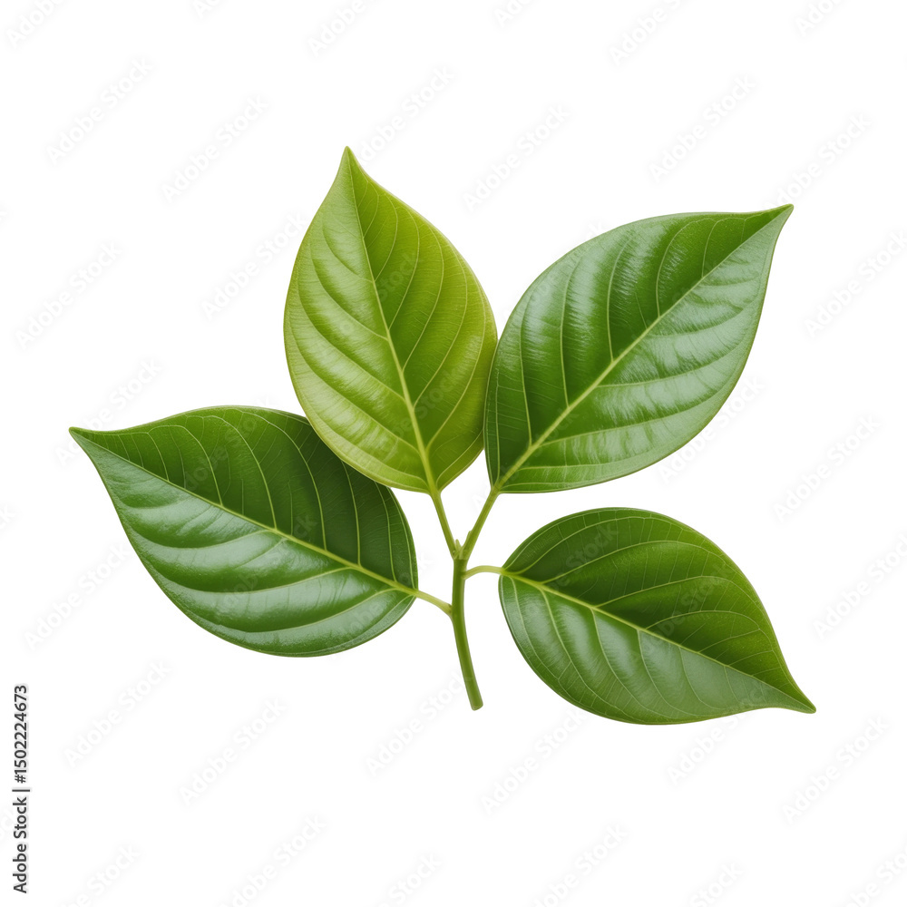 Obraz premium green leaves on white background