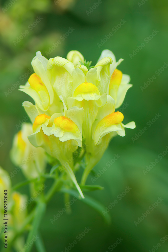 Fototapeta premium yellow flower in the garden