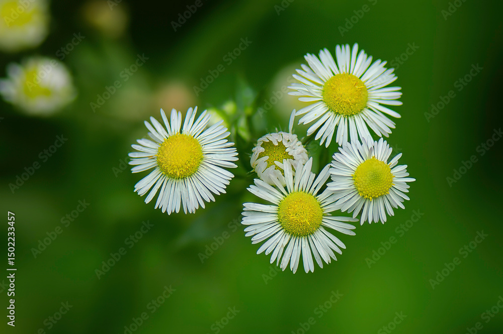 Obraz premium closeup of daisy fleabane wildflowers