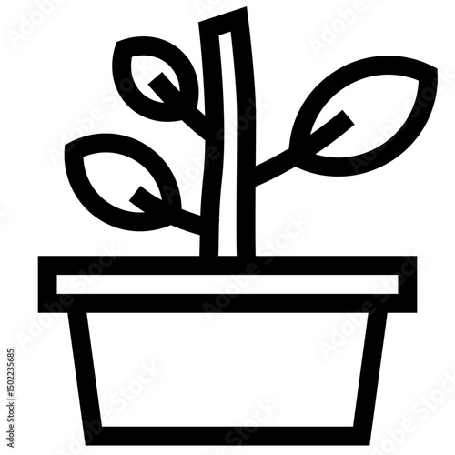 Potted House Plant