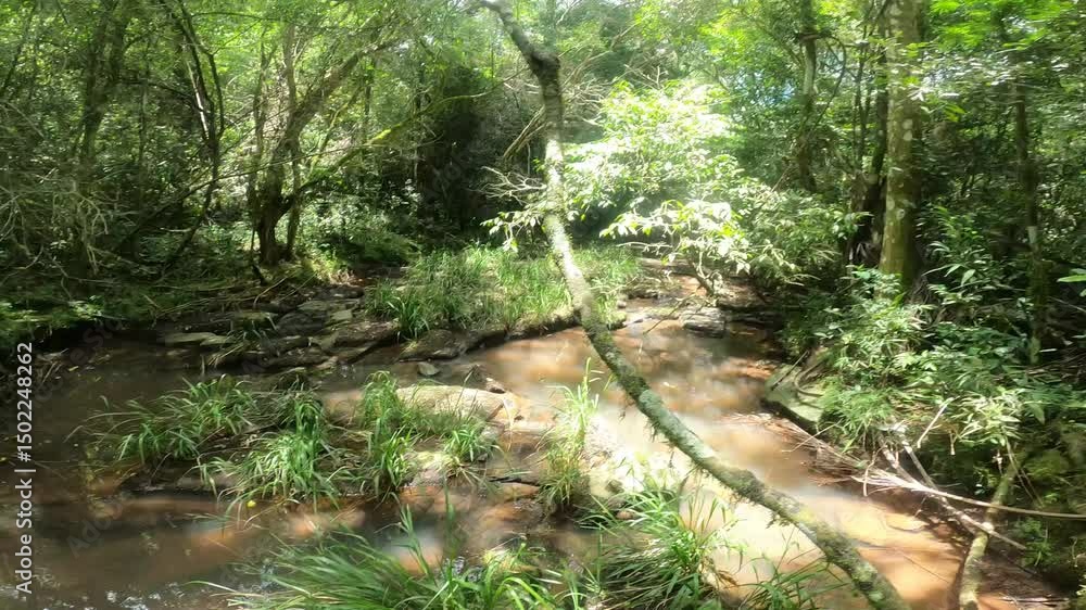 selva selva