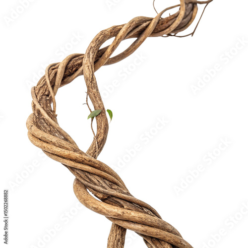 Twisted dried wild liana jungle vine tropical plant isolated on white background,  
