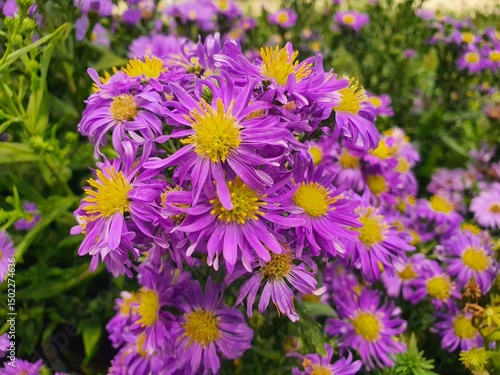 Beautiful purple aster flowers in a flower garden in Thailand.