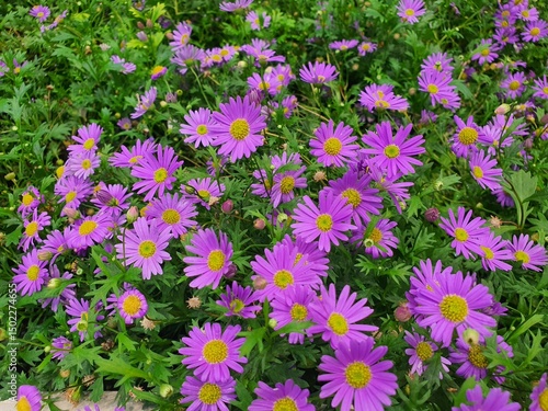 Beautiful purple aster flowers in a flower garden in Thailand.