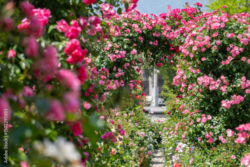 バラ・薔薇・バラ園