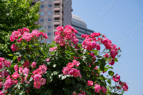 Wallpaper Mural バラ・薔薇・バラ園 Torontodigital.ca