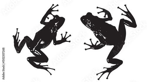 Frogs silhouette isolated in White background