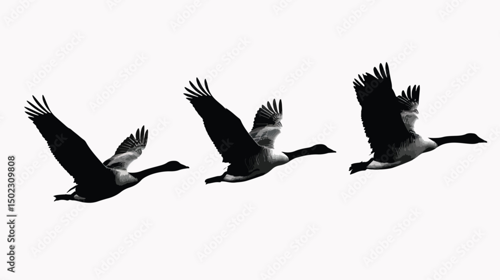 Obraz premium Geese silhouette isolated in White background 
