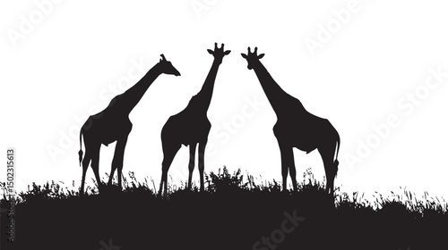 Giraffes silhouette isolated in White background