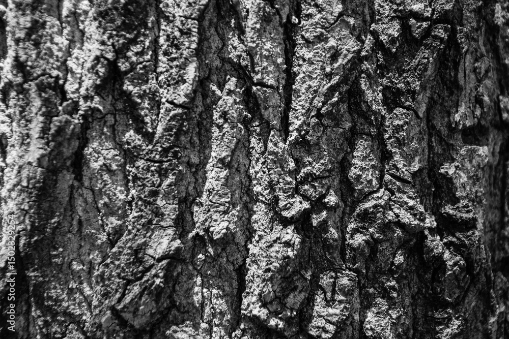 Fototapeta premium Tree texture