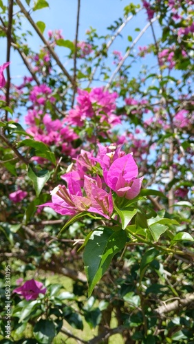 pink bougainville flowers in the garden with shiny leaves (paper flower)