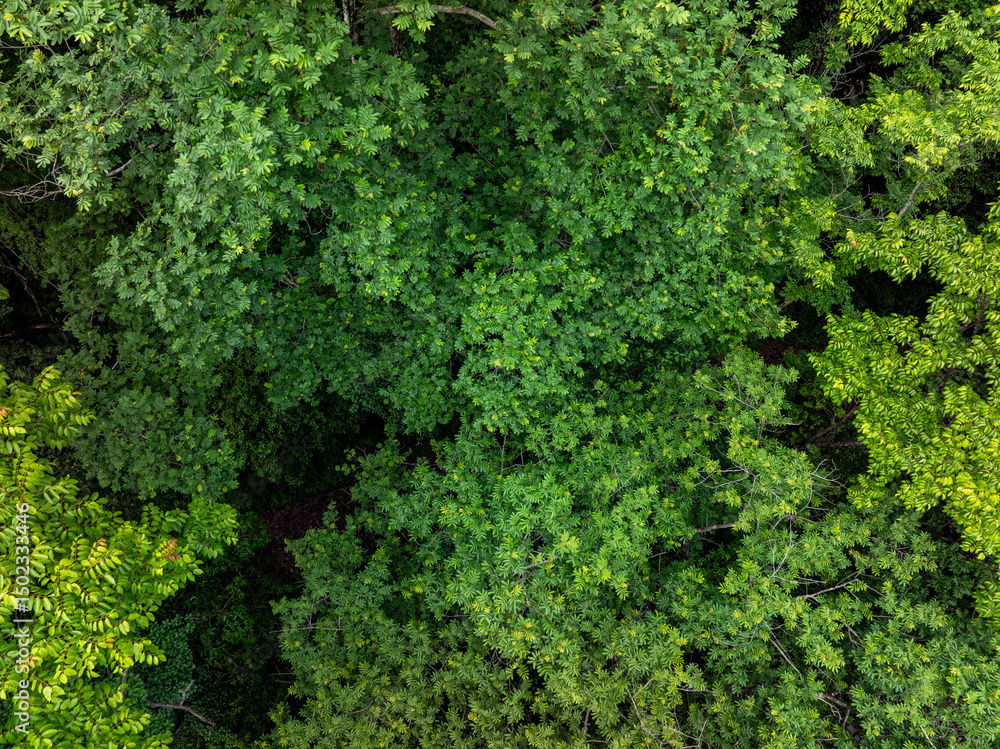 Naklejka premium Green forest stream overlooking