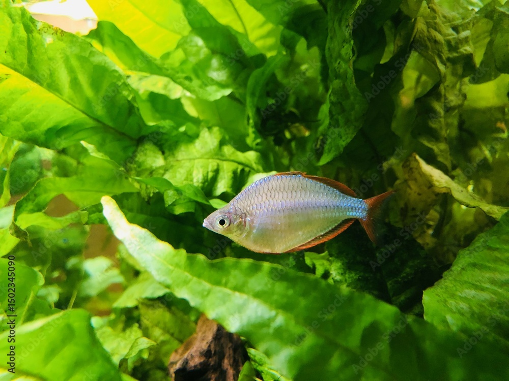 ネオンドワーフレインボー 熱帯魚 淡水魚 観賞魚 ネオンドワーフレインボー 熱帯魚 淡水魚 観賞魚
