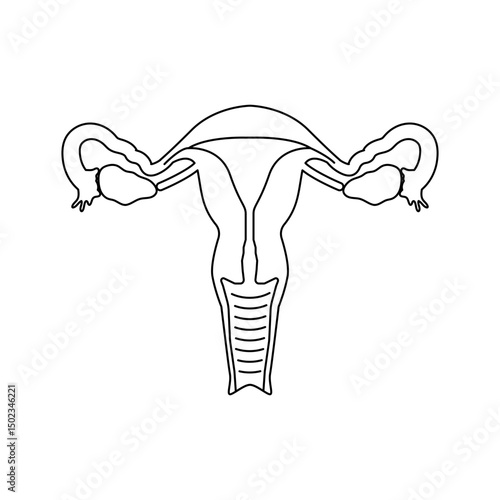 uterus