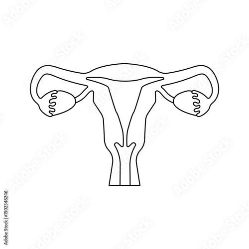 uterus