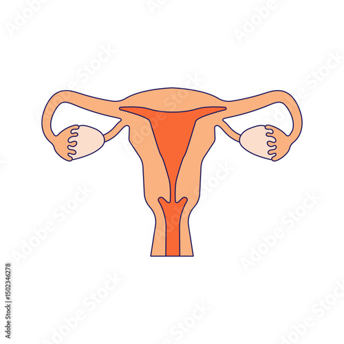 uterus