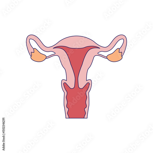uterus
