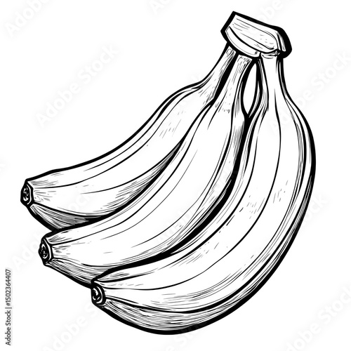 Hand-drawn banana cluster with natural shape and realistic form in outline sketch style