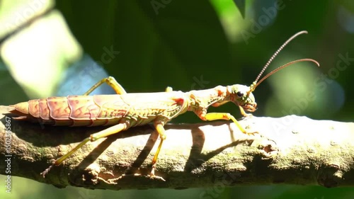 Wallpaper Mural Walking Stick Insect Camouflage on Branch Torontodigital.ca