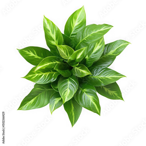 Green spathiphyllum plant top view isolated on transparent background