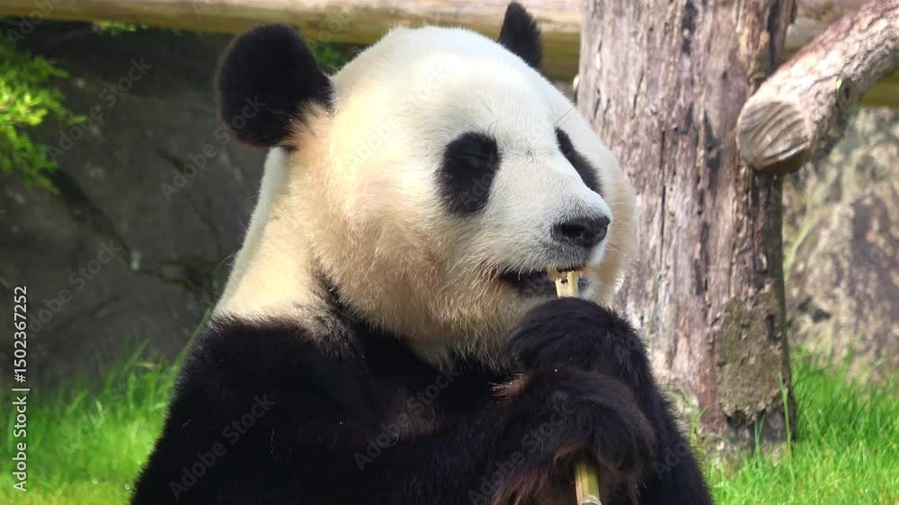 Closeup of Giant Panda Eating Bamboo While Sitting. 4K Cute Panda Bear Chewing Bamboo. Closeup of Giant Panda Eating Bamboo While Sitting. 4K Cute Panda Bear Chewing Bamboo.