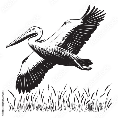 illustration of a pelican flying vector image