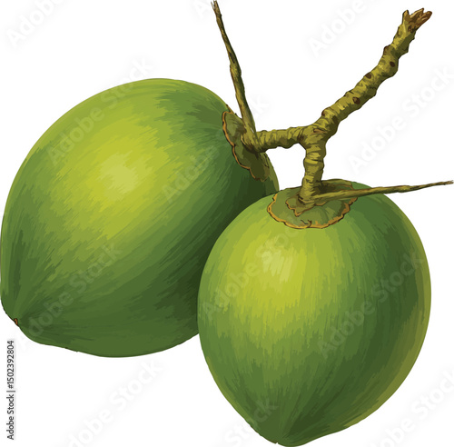 Green Coconut Vector