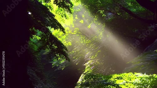 Wallpaper Mural Gentle Sunlight Breaking Through Leaves – Japanese Forest in Slow Motion

 Torontodigital.ca