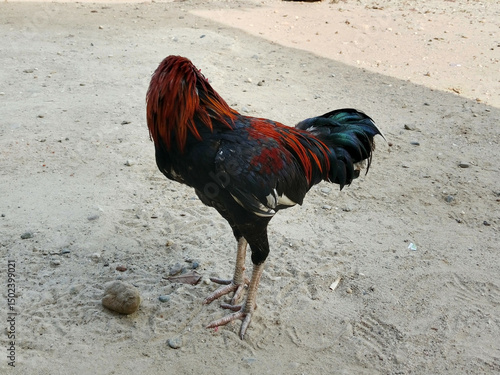 Headless rooster 