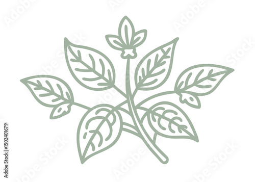 Enchanter's Nightshade Line Art Illustration