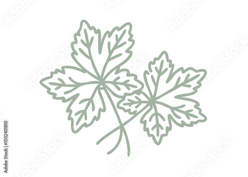 Ladies Mantle Alchemilla Vulgaris Line Art Illustration