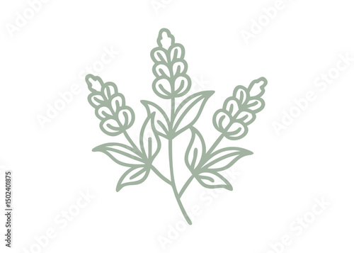 Monkshood Flower Line Art Illustration