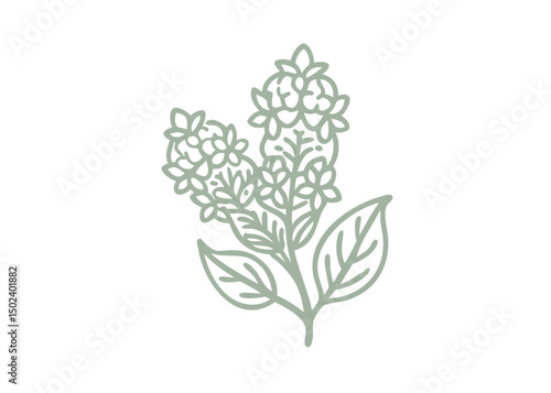 Lilac Syringa Vulgaris Flower Outline Illustration