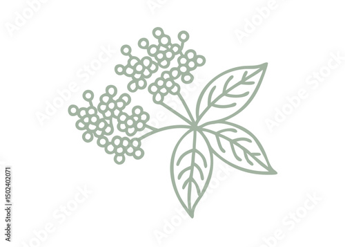 Minimalist Red Elderberry (Sambucus Racemosa) Illustration