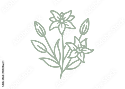 Delicate Star Gentian Flower Line Art Illustration