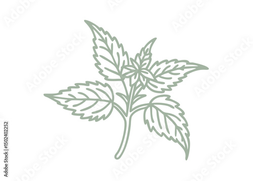 Stinging Nettle Urtica Gracilis Line Art Illustration