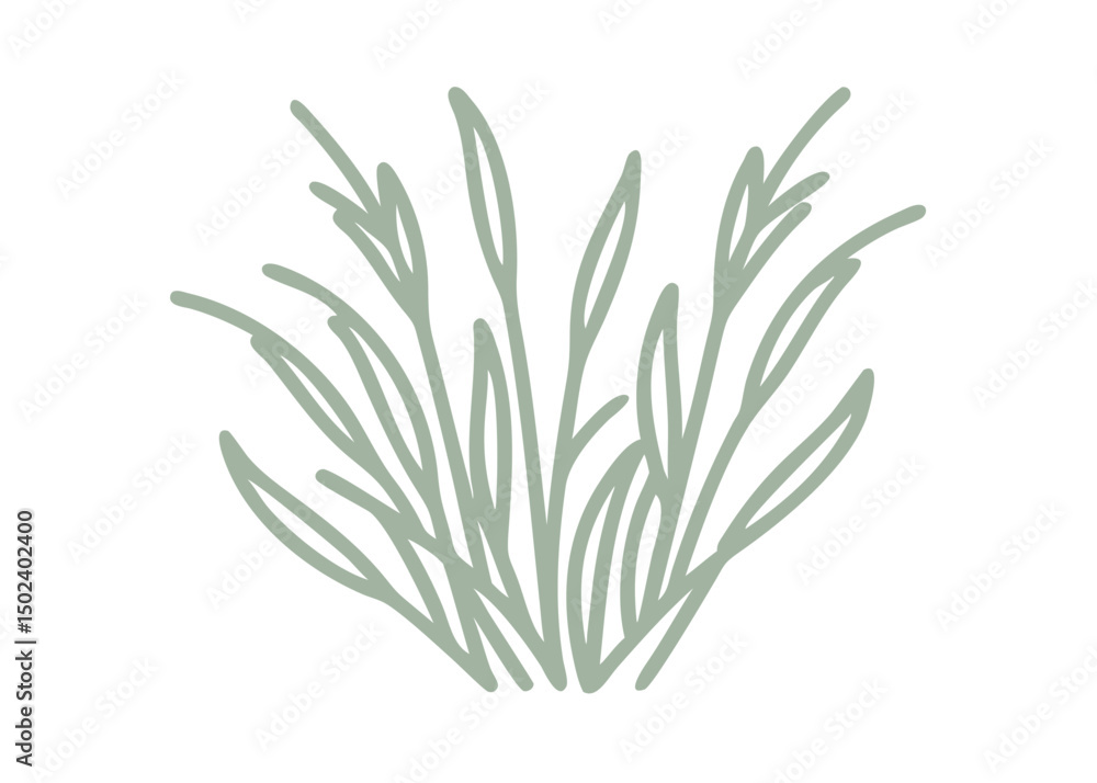Fototapeta premium Sweetgrass Line Art Illustration, Hierochloe Odorata
