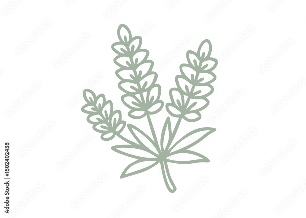 Fototapeta premium Minimalist Lupine Flower Illustration, Sage Green