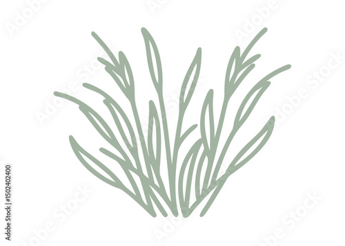 Sweetgrass Line Art Illustration, Hierochloe Odorata