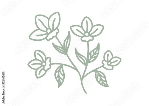 Twinflower Linnaea Borealis Minimalist Illustration