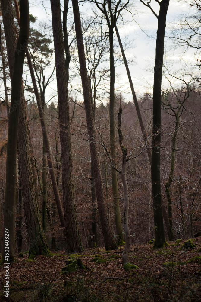 Obraz premium Bare trees in Palatinate Forest