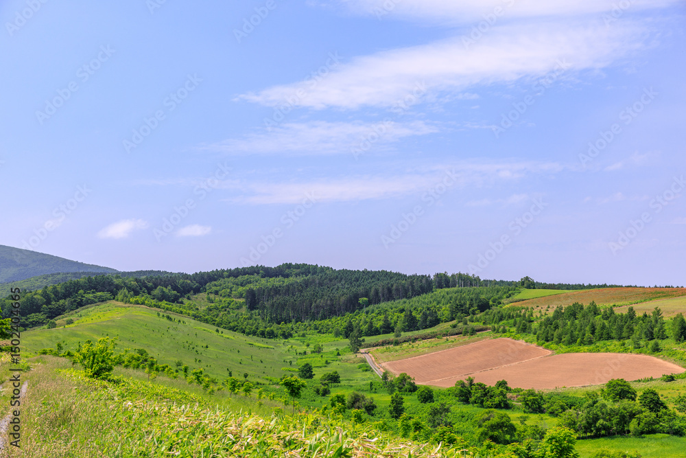 Obraz premium 北海道芦別市、新城町の丘陵に広がる畑【6月】